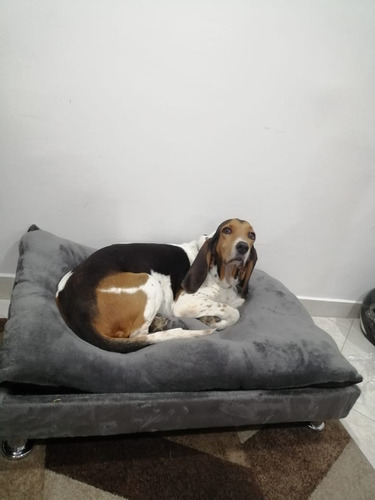 Base Cama + Colchón Para Perros !!! Talla Xxl