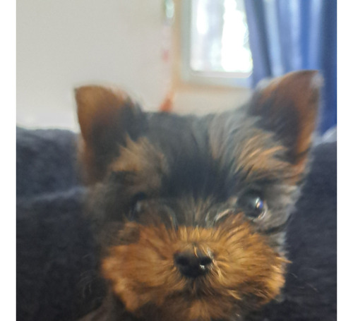 Cachorros Yorkshire Terrier!!! Disponible Macho!!