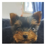 Cachorros Yorkshire Terrier!!! Disponible Macho!!