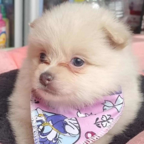 Pomerania Lulu