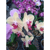 Orquídeas Phalaenopsis - H E R M O S A S - E.gratis Caba