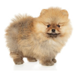 Cachorros Pomerania Mini Toy Perros Disponibles Pets Can Dog