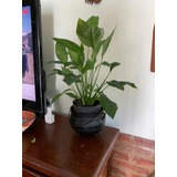 Spathiphyllum (lirio De La Paz) ~ Oportunidad