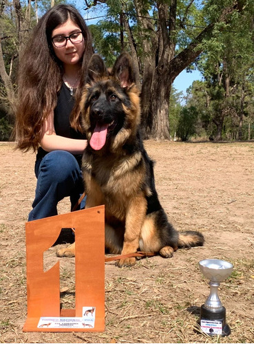 Cachorros Ovejero Aleman Puros 