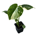 Philodendron Monstera Thai Constellation  - 14cm - 