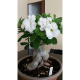 Adenium Rosa Del Desierto Blanco Obesum