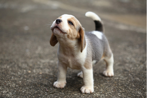 Hermosos Cachorros Beagle! Los Mejores 