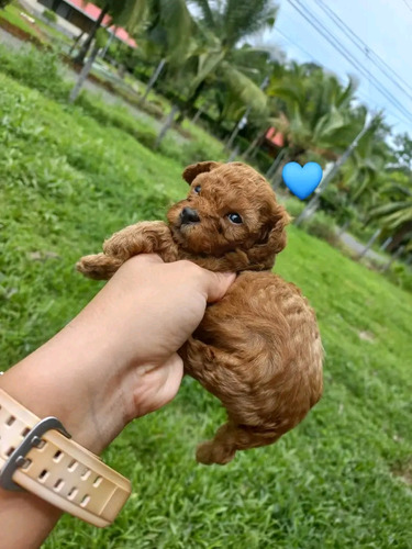 Poodle Ultima Hembra Roja Pimienton Hermosa 