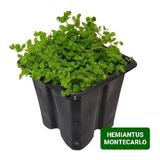 Hemianthus Montecarlo Planta Para Carpete Aquario Plantado