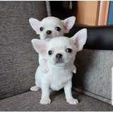 Cachorros Chihuahua De Bolsillo