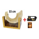 Shofar De Carneiro Ashkenazita Ondulado + Capa + Livro