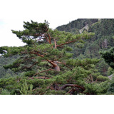 25 Semillas De Pino Silvestre - Pinus Sylvestris Codigo 947