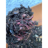100 Lombrices Rojas Californianas P/compostera Humus Compost