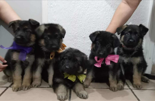 Cachorros Pastor Alemán