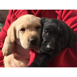 Cachorros Labradores - Hembras Y Machos - Dorados Y Negros