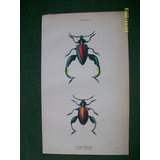 Insecto  Sagra Buquetu  Grabado De Edimburgo De 1833