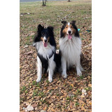 Cachorros Pastor Shetland- Shelties