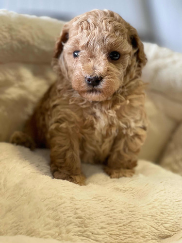 Poodle Toy Apricot Hermosos