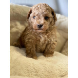 Poodle Toy Apricot Hermosos