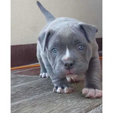 Pitbull Blue Cachorros Auténticos Garantizados 