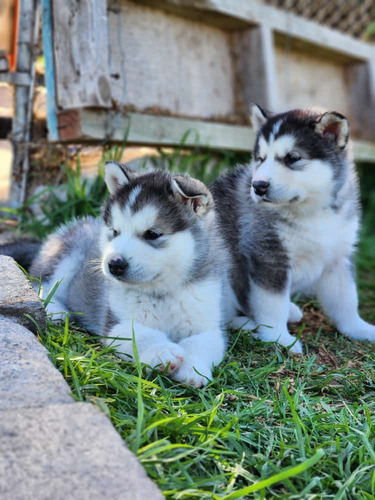 Alaska Malamute Puros