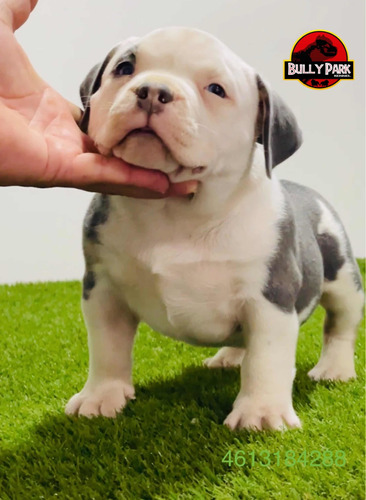 Criadero American Bully Poket