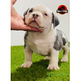 Criadero American Bully Poket