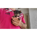 Cachorro Yorkshire Terrier Mini Macho