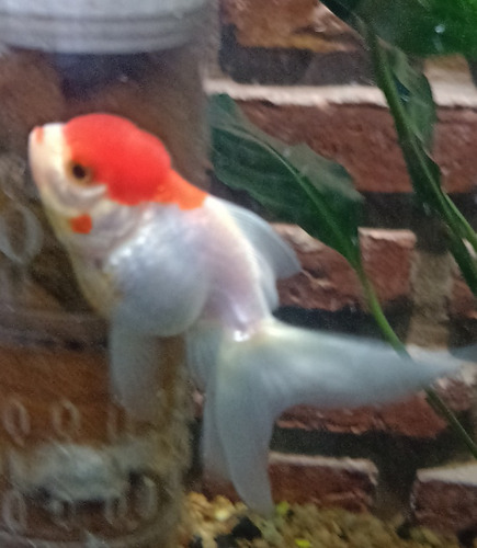 Pez Oranda Bi Color 