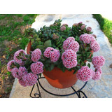 Crassula Springtime ( Planta ) Ver Foto Suculenta Por Pza 