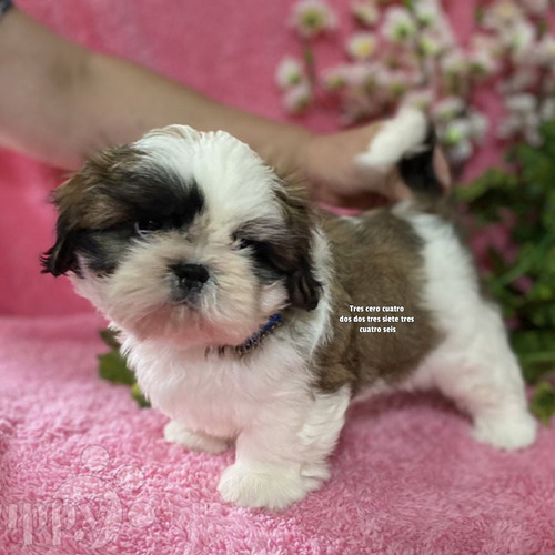 Hermosos Cachorros Shitzu Mini Machos Y Hembras 