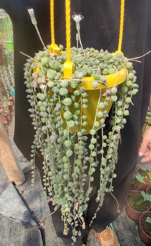 Suculenta Colgante Rosario - Senecio Rowleyanus