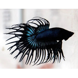 Peixe Betta Plakat Crown Tail Black - Água Doce - Aquário