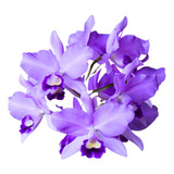 Orquidea Cattleya Portia Baronesa  * Adulta *