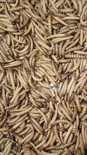 Larvas Vivas De Tenébrios Gigantes 500 Unidades 