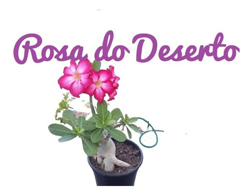 Rosa Do Deserto | Muda Adulta E Grande 4 Anos