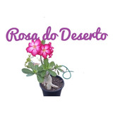 Rosa Do Deserto | Muda Adulta E Grande 4 Anos