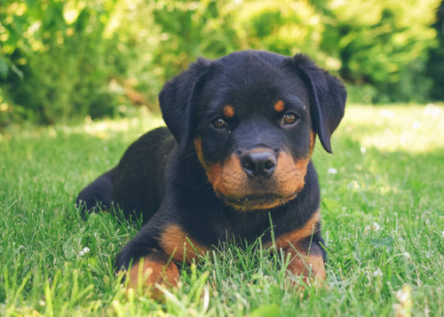 Rottweiler Cachorros C1