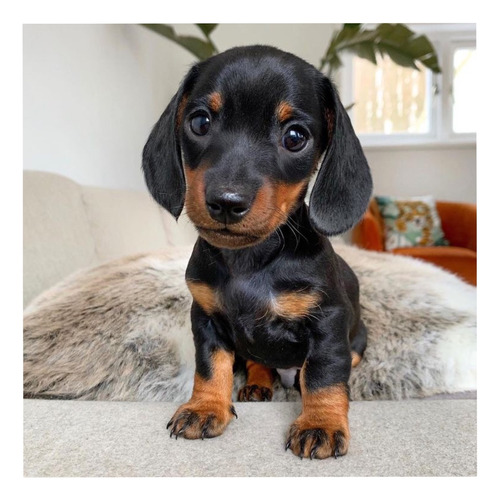 Mini Teckel Black And Tan Macho Perro Salchicha, Dachshund 