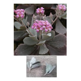 20 Esquejes (plantulas) De Suculenta Kalanchoe 2 Variedades