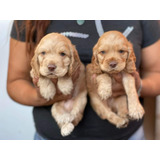 Cachorros Cocker Spaniel 