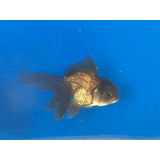 Kinguio Oranda Black Bronze Fotos Reais Peixe Lago Aquário