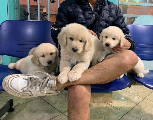 Cachorros Golden Retriever 