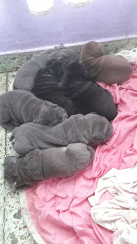 Cachorros Shar Pei Blue