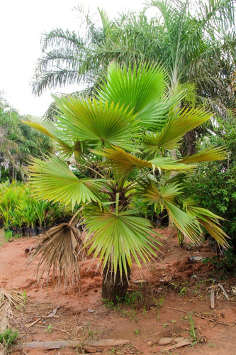 Muda De Palmeira Latania