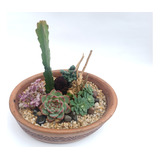 Arreglo De Cactus Y Suculentas (terrario Desértico)
