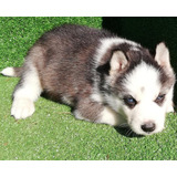 Hermosos Husky Siberiano Se Envían A Todo El País 