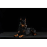 Perros Pinscher Mini Cachorros Pincher Puppy Pet Can