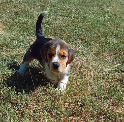 Beagle Macho Tricolor San Valentin