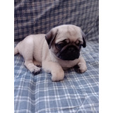 Vendo Perrita Hembra Pug Doguillo Tiene 2 Meses 